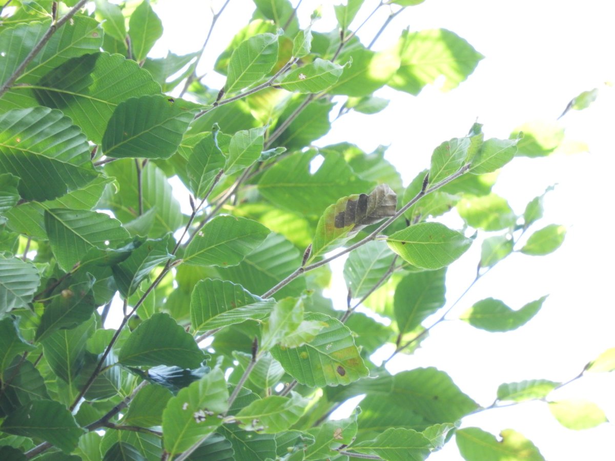 エチゴだ！と思って目一杯ズームしたら葉っぱだったから
あのオレンジは存外カムフラージュとして優秀なのかもしれない。