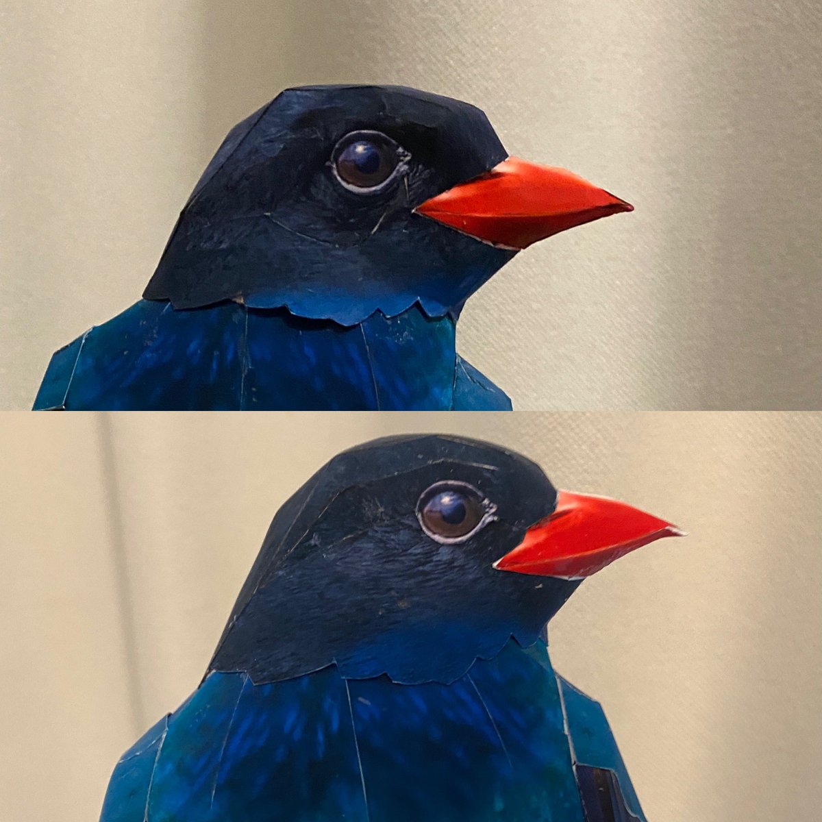kamitoriya's tweet photo. ブッポウソウ更に手を加えました
頭部に丸みを持たせ、クチバシを太くしてみました
やっと理想的な頭部の形状が出来たと思います
これで組み立て説明作って行こうかと思います

#papercraft 
#broadbilledroller 
#kamitoriya 
#ペーパークラフト 
#ブッポウソウ 
#紙鳥屋 
#日本の野鳥 https://t.co/e3aNzsIMub