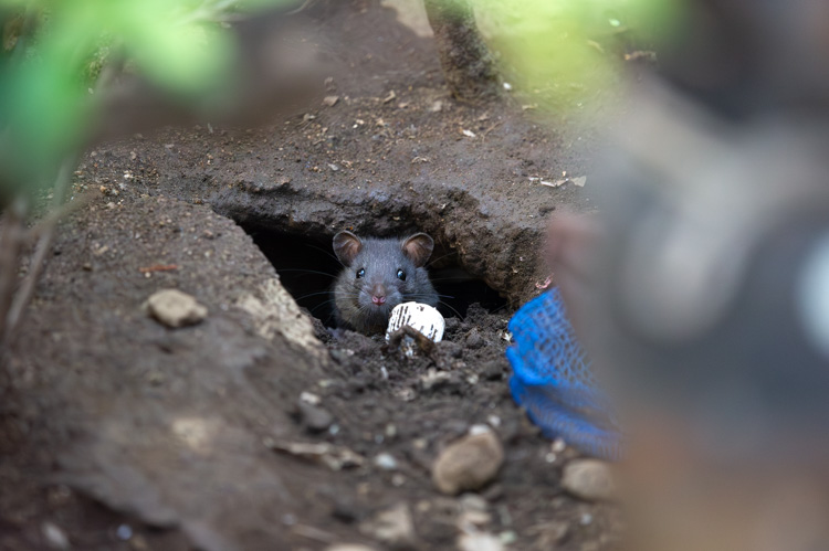 ちょうど穴から顔をだしたところ。ちょっとかわいらしい
A rat came out of the hole. Cute!