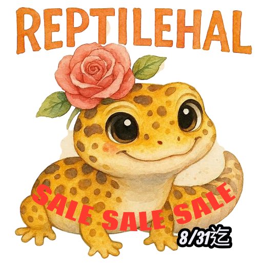 summer SALE開催中🦎
#ReptileHAL
#爬虫類
#大阪
#おすすめ
#SALE