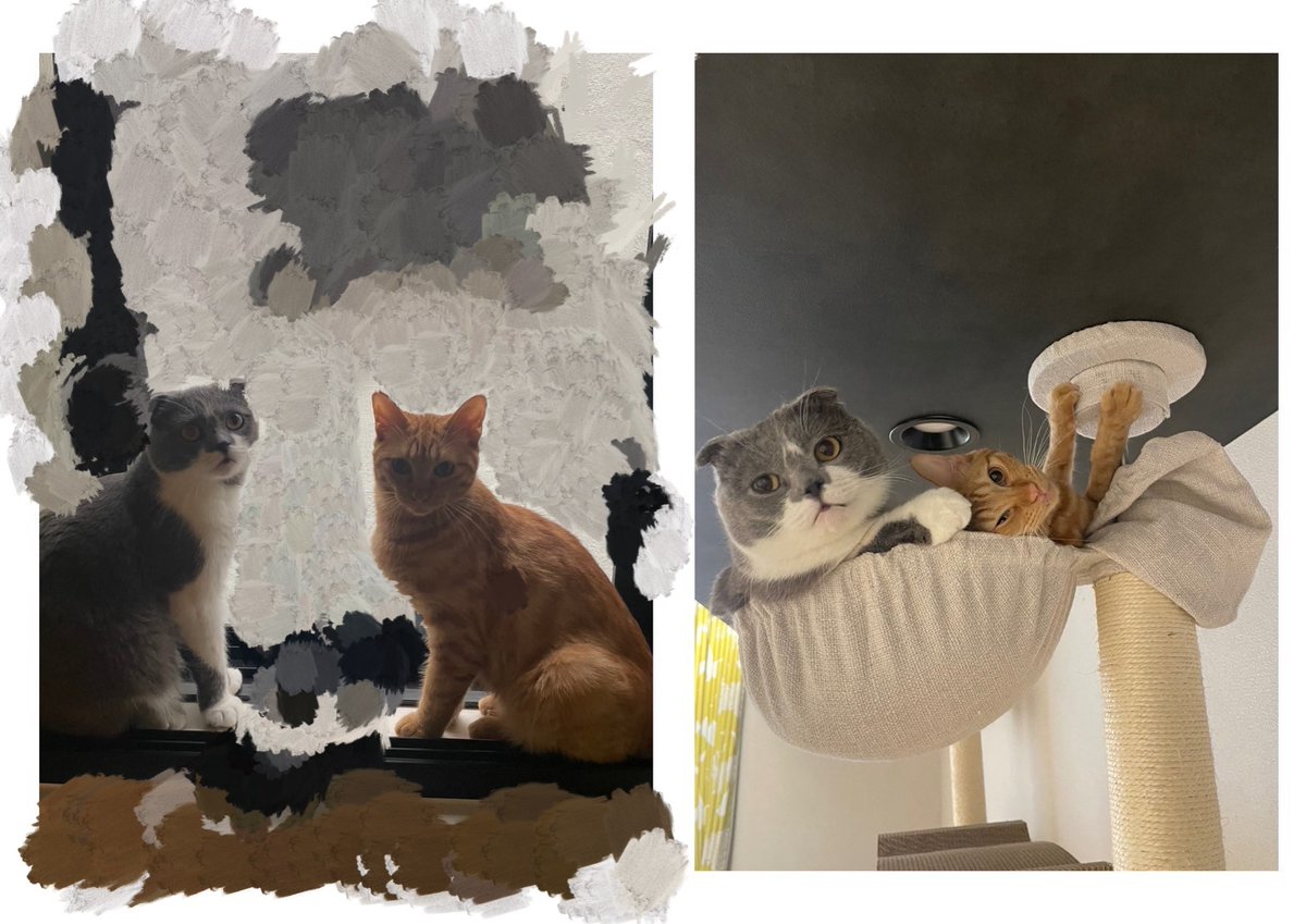 おはようございます。
8月29日金曜日、今日も元気に営業中です！
皆さん素敵な夏の思い出は作れましたか？
是非リプライ、リツイートで教えてくださいね！

#猫 #猫のいる暮らし #猫好きさんと繋がりたい
#しんのすけ店長 #とらのすけ専務