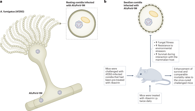 Nature Microbiology (@naturemicrobiol) on Twitter photo Out Now! Mycoviruses steer fungal fitness bit.ly/463d2oG #Mycoviruses #FungalFitness #AspergillusFumigatus Out Now! Mycoviruses steer fungal fitness bit.ly/463d2oG #Mycoviruses #FungalFitness #AspergillusFumigatus
