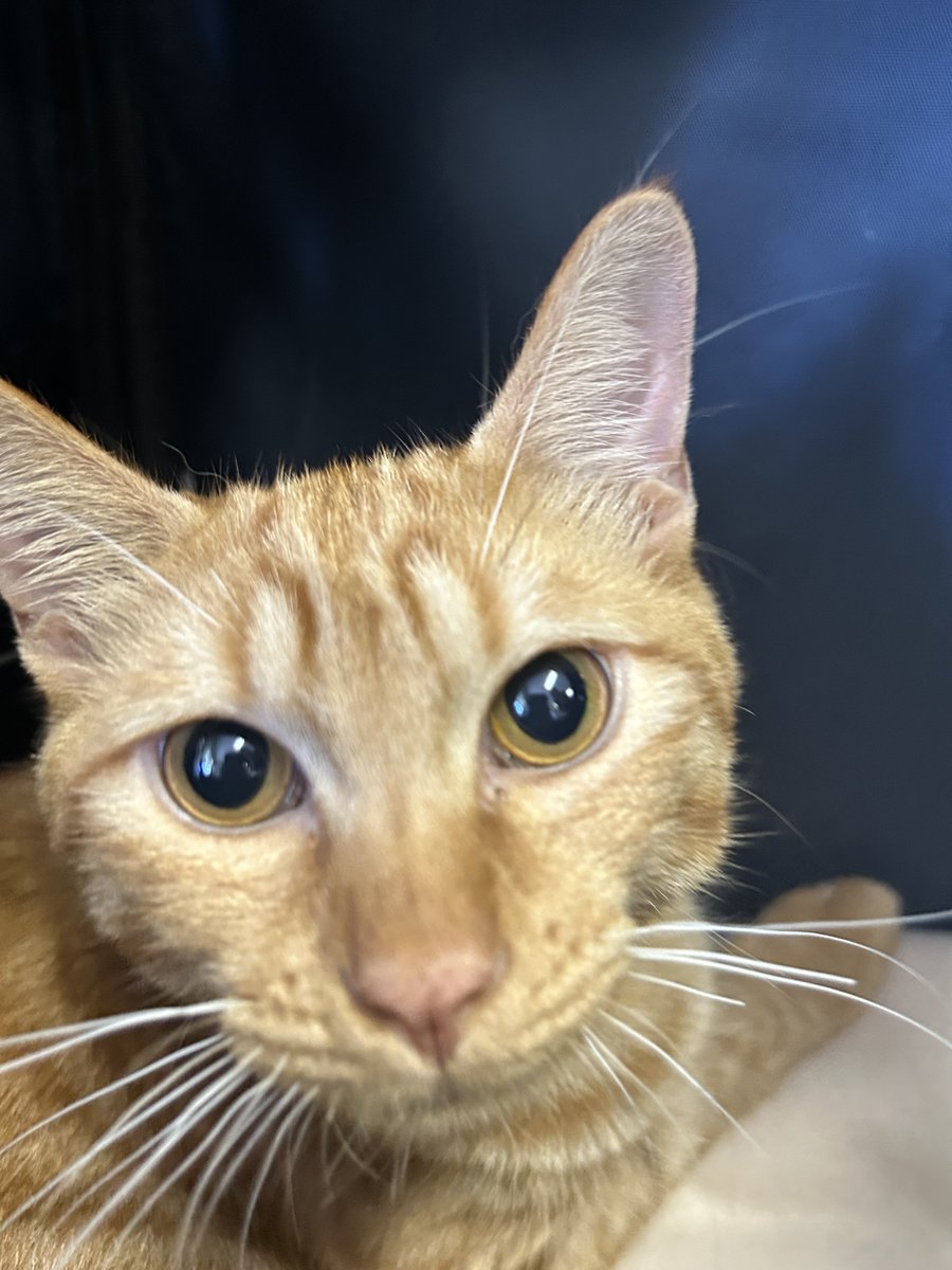 おはようございます。
夕方が少し涼しくなってきましたね。
今日はとらのすけ専務のドアップ！
何か気になったのでしょうか？

#猫 #猫のいる暮らし #猫好きさんと繋がりたい
#しんのすけ店長 #とらのすけ専務