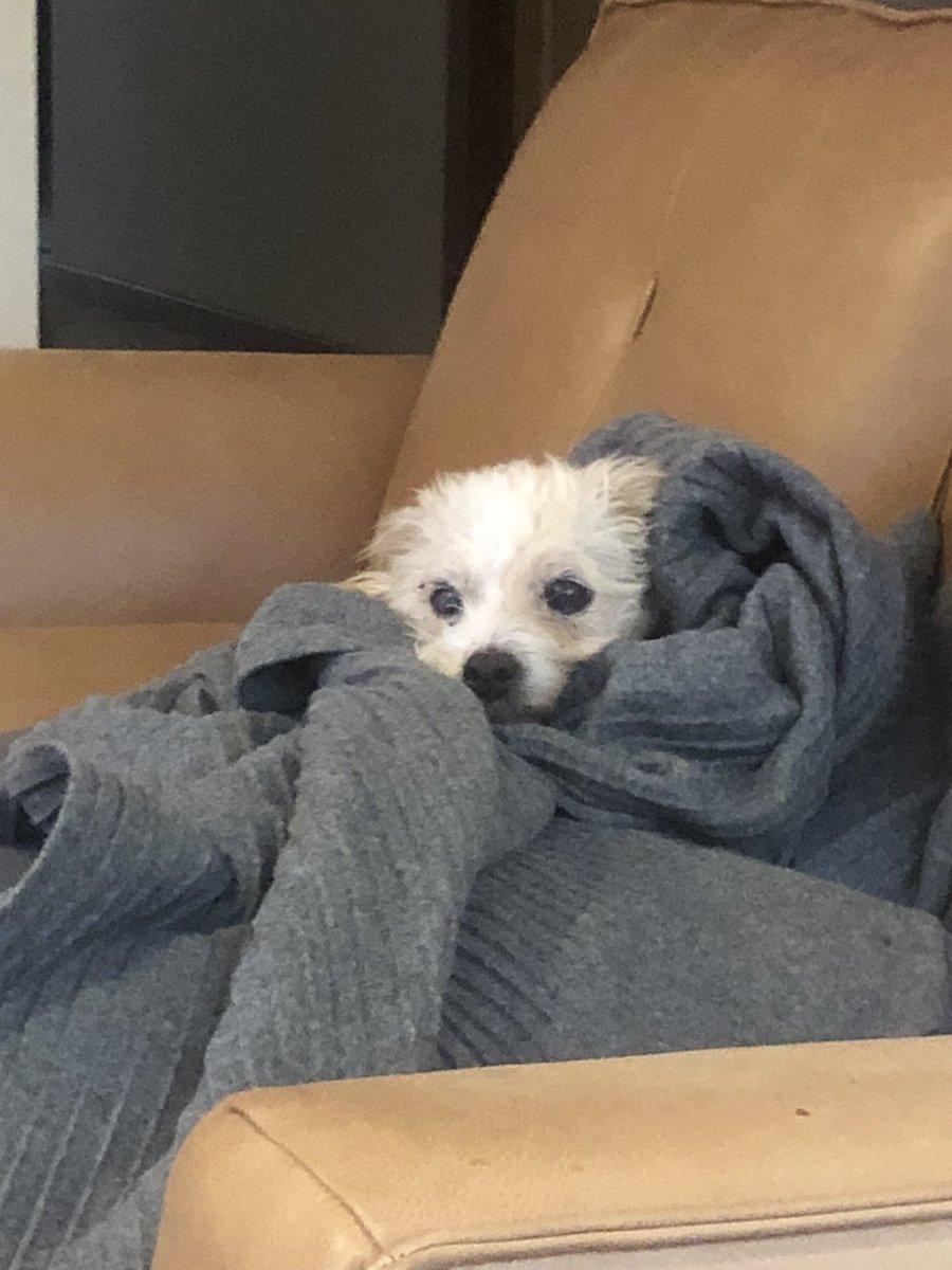 JeefBeefOW's tweet photo. Goodbye Chad i love you more than life itself every day coming home and seeing your cute face as you follow me around made every day better. Have fun with your sister sleeping in the comfiest bed of all time while she runs at mach 10. Ill miss you lil fella ❤️ https://t.co/QwvoiQmN6O