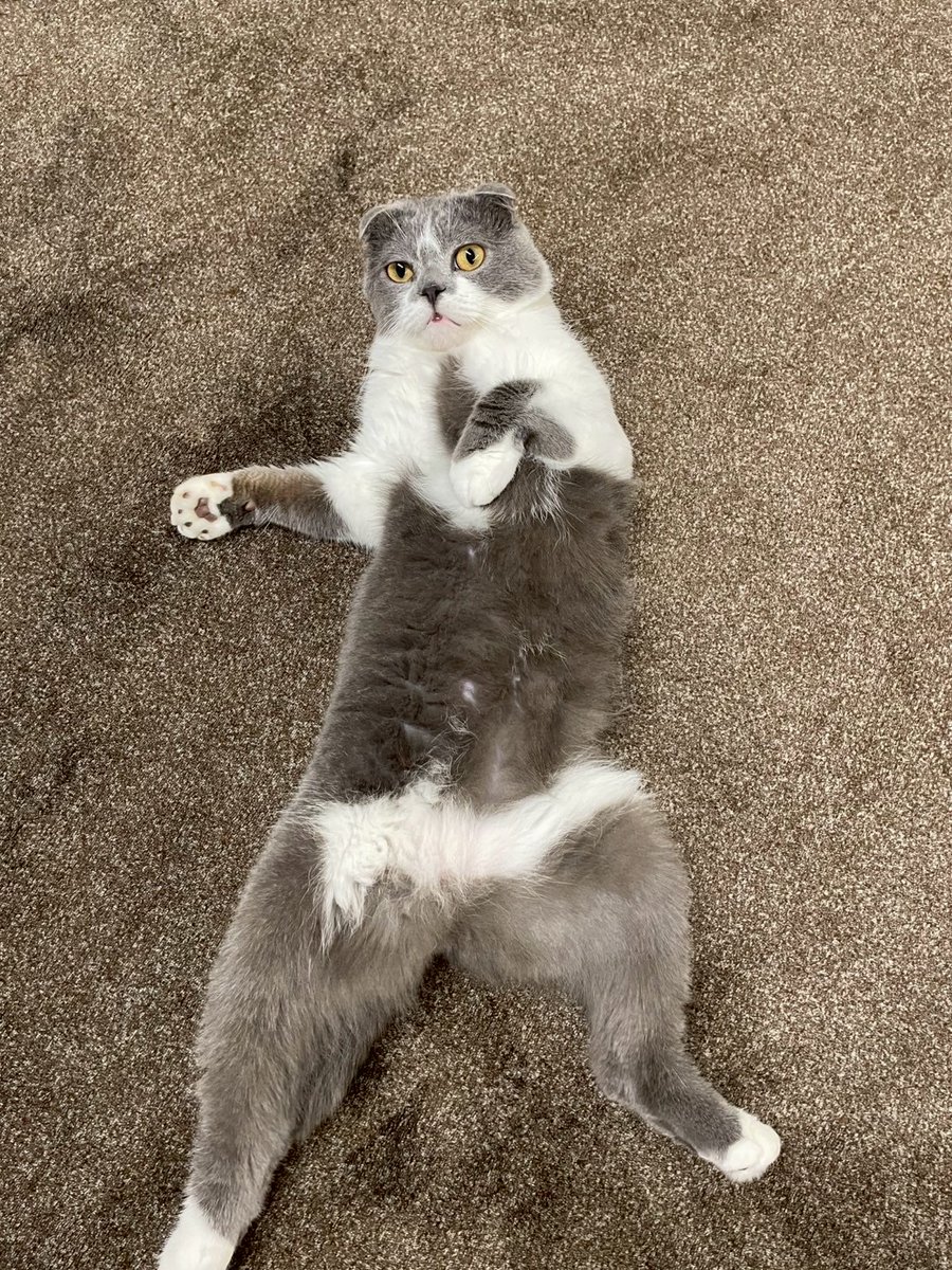 おはようございます。8月も最後になりましたね。
本日定休日の為お休みです。
しんのすけ店長はへそ天で休憩中…

 #猫のいる暮らし #猫好きさんと繋がりたい
#しんのすけ店長