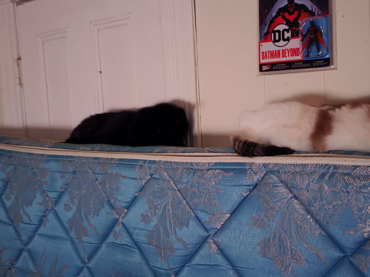 Kitties on a mattress