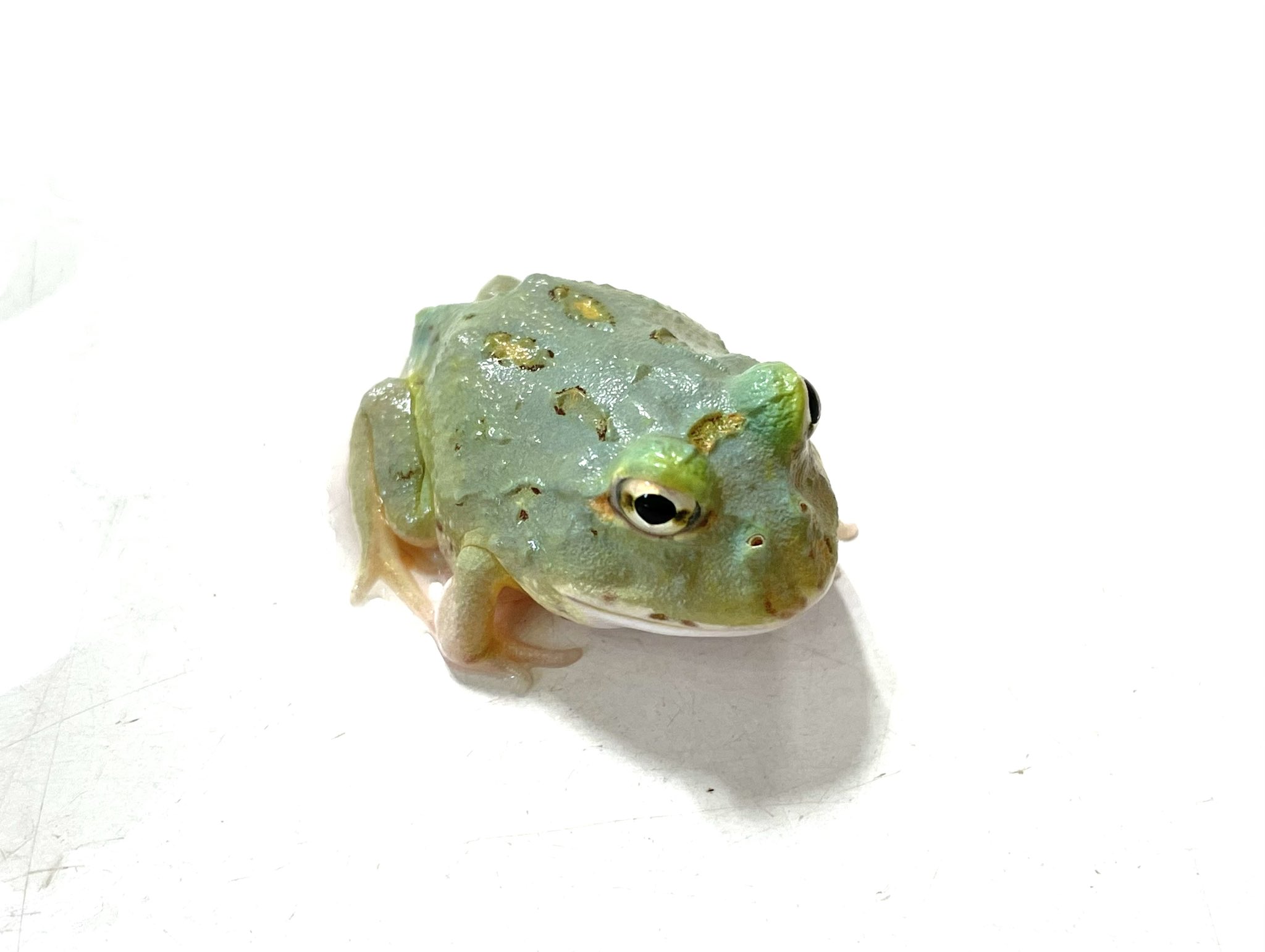 Adam Binder 動物　カエル【750個限定】 Adam Binder 動物 カエル【750個限定】 Adam Binder 動物 カエル