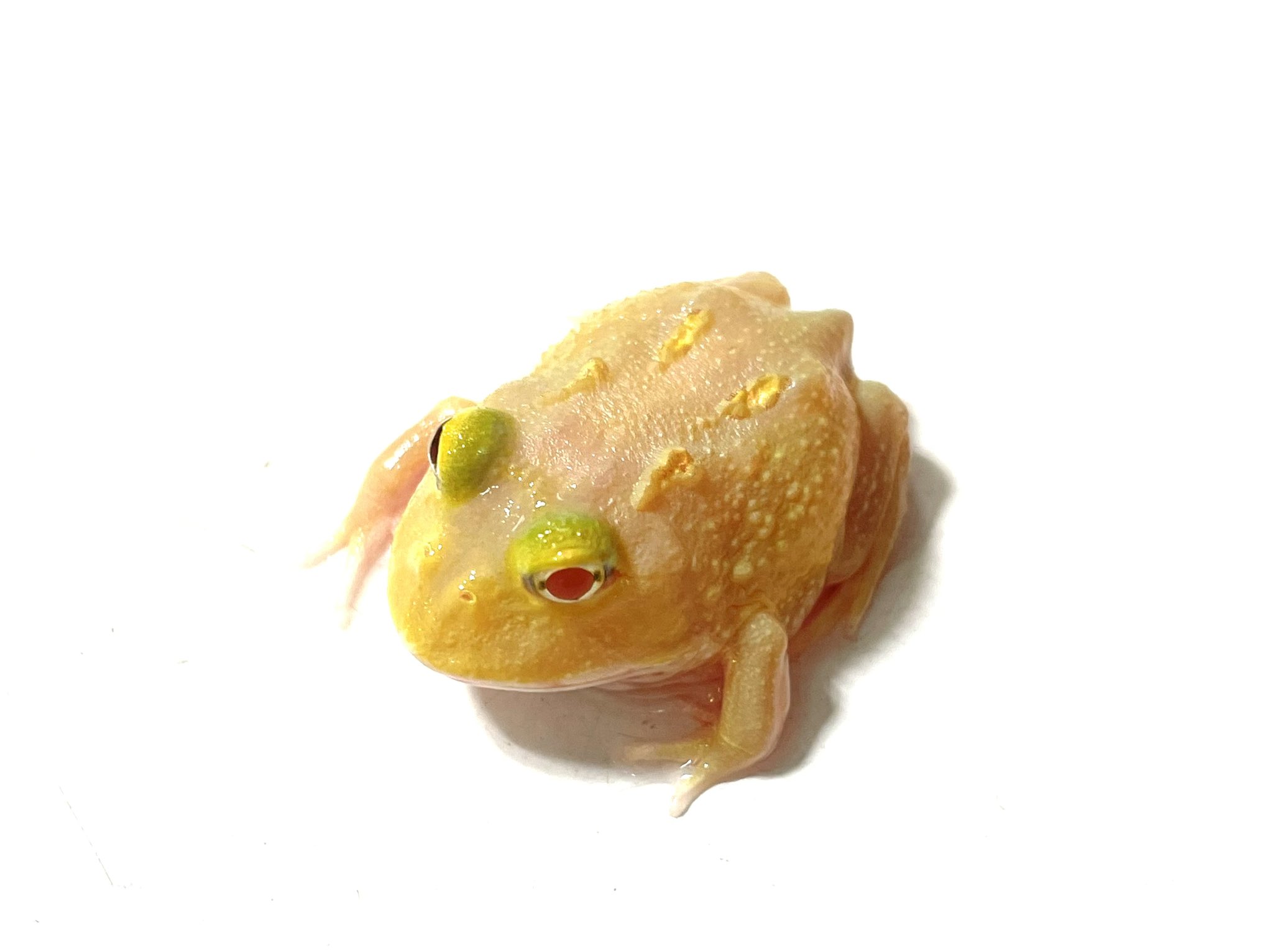 Adam Binder 動物　カエル【750個限定】 Adam Binder 動物 カエル【750個限定】 Adam Binder 動物 カエル