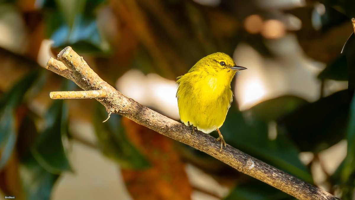 birdnestworld's tweet photo. Meet the Pine Warbler!: A Coniferous Specialist

#PineWarbler #BirdWatching #Birding #Songbird #Nature #Wildlife #floridabirding #ebirdfrontpage #floridabirds #duvalaudubon #AudubonAmericas #audubonflorida #tropicalaudubon #birdwatching #nikonnofilter #zcreators #NikonCreators https://t.co/D1gV5Ff86G