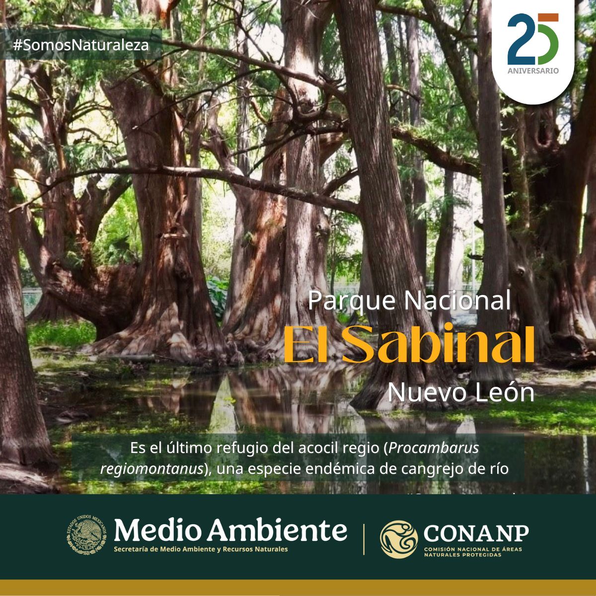 CONANP_mx's tweet photo. El PN #ElSabinal, en Nuevo León, se caracteriza por los ahuehuetes 🌳, árboles que llegan a vivir más de 500 años.
Además, ofrece cursos, talleres, asadores, palapas, juegos y un tren para recorrer el #ANP. 🍃
¡Visítalo! #SomosNaturaleza #GuardianesDeLaNaturaleza 🌿🌊🌲🦅🦐🏕️ https://t.co/5B1MenVD7Q