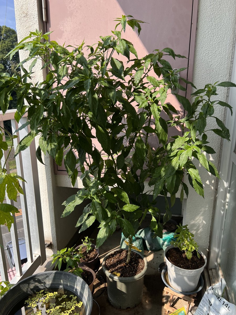 万願寺さんの葉っぱで肉味噌。気は大きくなったけど実がなかなか出来ないなー。葉っぱ美味しく食べれるからイイけどw