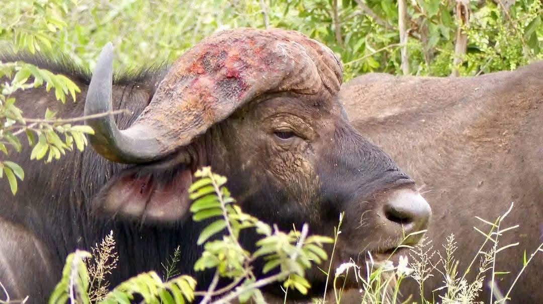 Hier, un buffle surgit à Ouaga 2000 et fut abattu. Aujourd’hui, c’est un éléphant qui tombe à Bobo-Dioulasso. Deux apparitions, deux disparitions, et une même question : que veulent nous dire ces signes ?

Le buffle, animal de force et de mystère, n’a pas de troupeau derrière