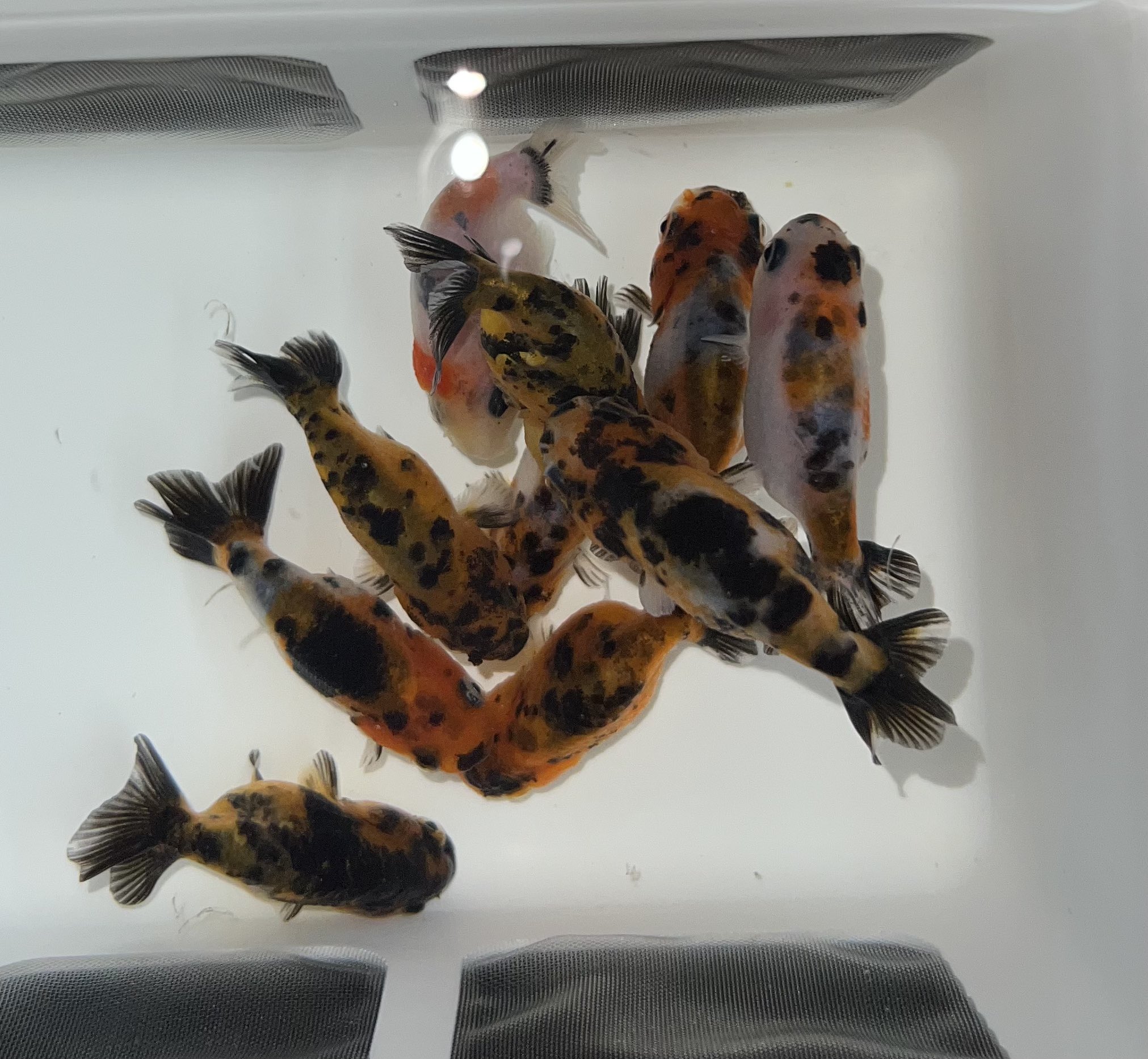 ❤ ハイカラ金魚❤ ジップベイツ ザブラバイブ58-13GZBL 限定カラー（ZBL VIB58-13G