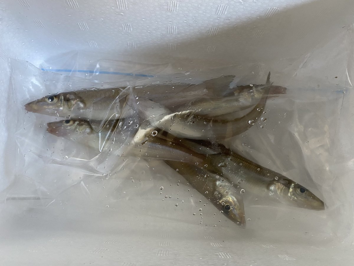 本日は早朝からキス釣りに行ってきました。
釣果はなかなかのサイズのシロギスが6匹ほどでまずまず🎣
今日はお昼から仕事なので、そのまま職場の方にお裾分けしようと思います🐟