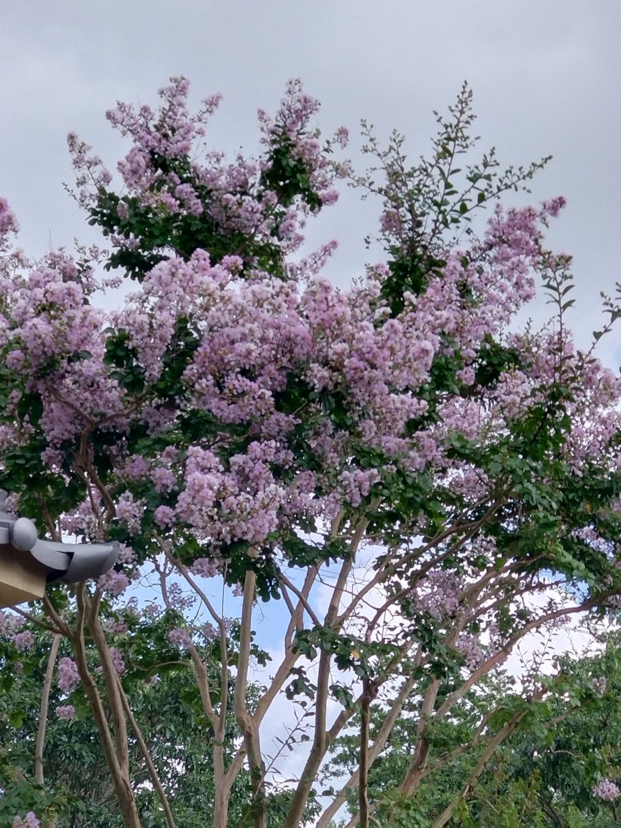 さるすべり美しかりし与謝郡
　　森澄雄（1919〜2010長崎市）