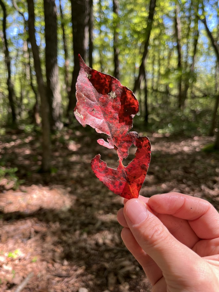 Bistliner's tweet photo. “For the saint preaches sermons by the way he walks and the way he stands and the way he sits down and the way he picks things up and holds them in his hand.”

—Thomas Merton https://t.co/juNuy3IO8B