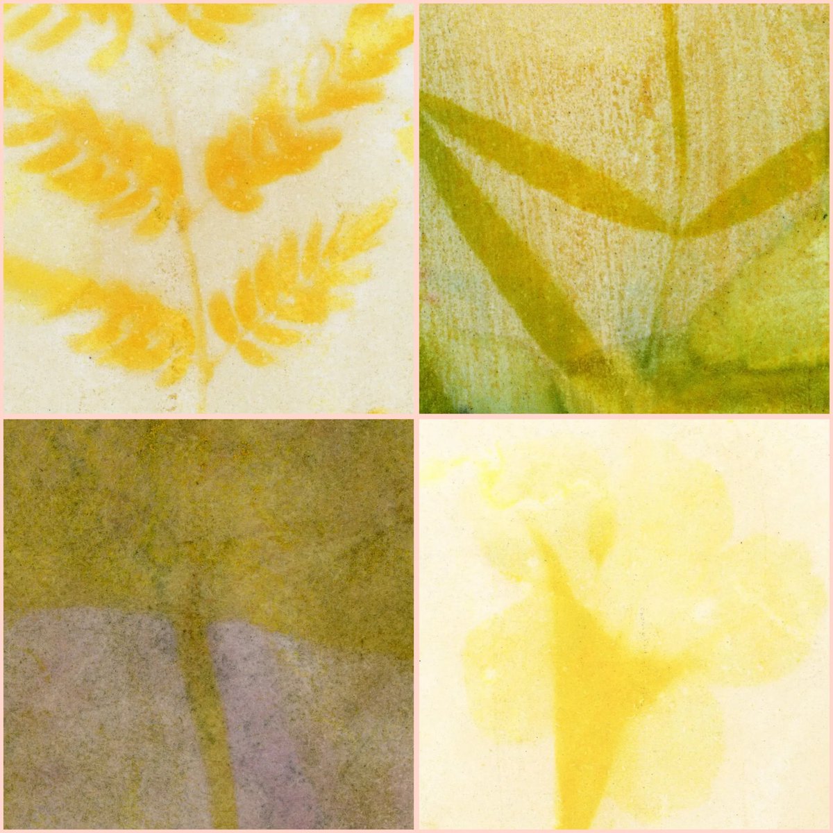 Turmeric anthotypes - from the garden

*details