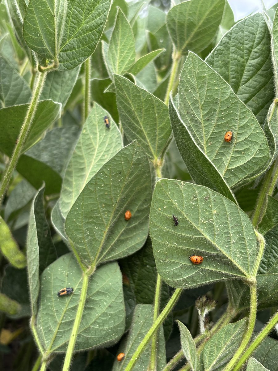 Pretty incredible to see the volume of beneficials in this field! Large areas were at threshold for aphids last week, but numbers are actually decreasing - looks like the ladybugs saved us a spray pass 😃 🐞 #ontag #bugwatch