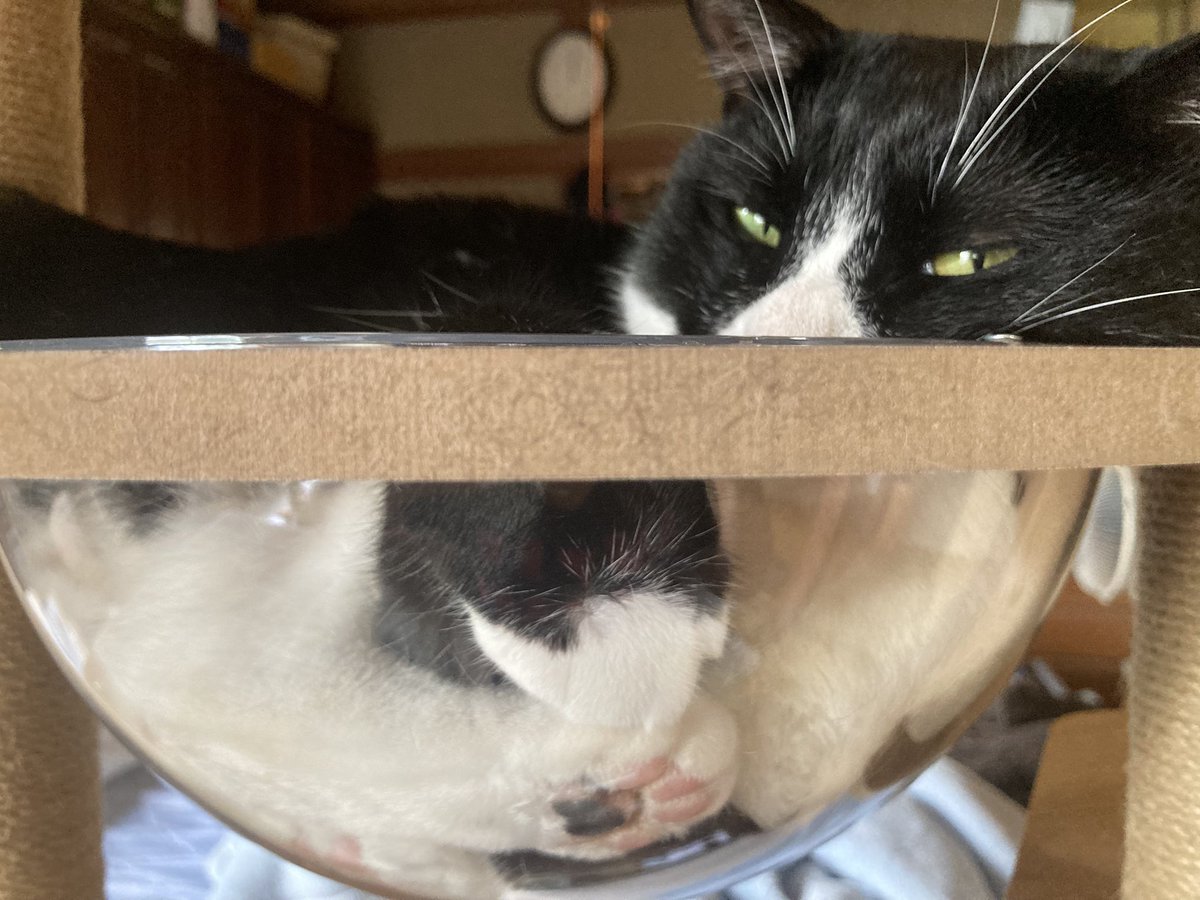 ギュウギュウ。

潰れた肉球。

🐈‍⬛「にゃにかもんだいでも？」