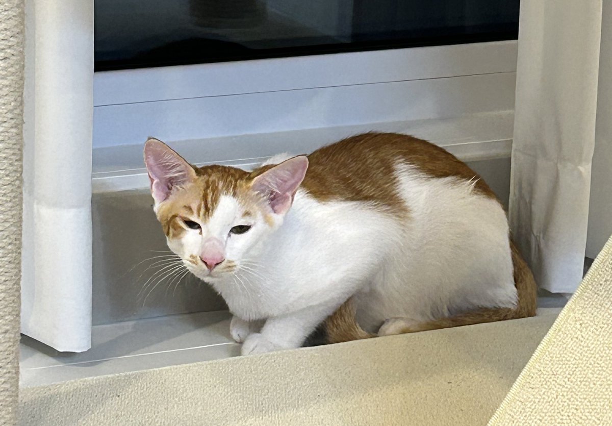 🆘며칠 뒤면 갈 곳이 없는
엄마냥 레이첼 + 아들냥 람이의 평생 가족 또는 임보처 찾아요💛

🐱레이첼 (1살, 여아)
중성화, 건강검진 완료✨
눈인사 장인 + 미모 담당

🐥Ramy (4개월, 남아)
궁팡 매니아🙀 장난꾸러기 개냥이

보광냥이 입양/임보 신청서 링크⬇️
naver.me/xgN88FE5