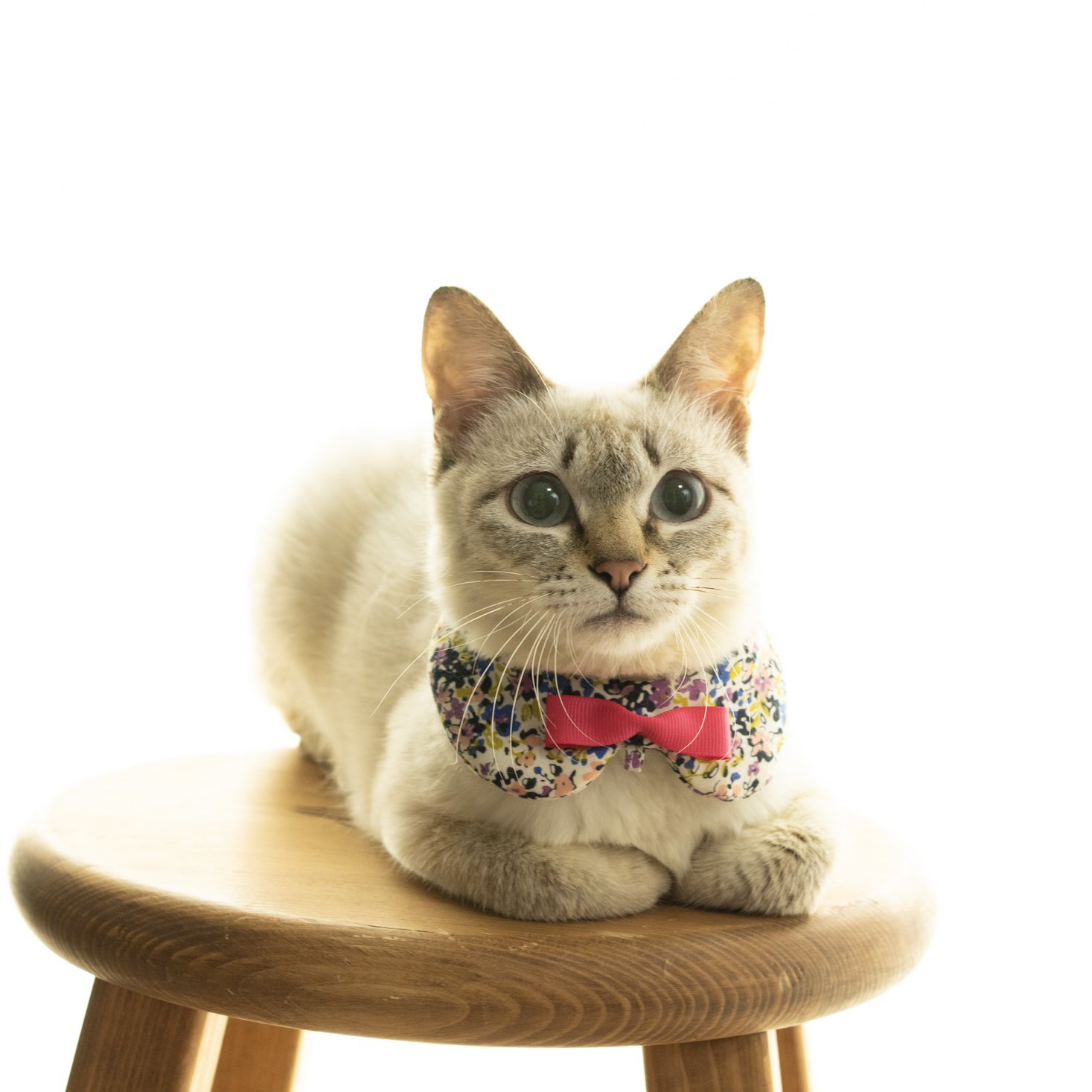 ちびねこ　0504 ちびねこ 0504 にゃんこ大戦争】開眼のちびネコ襲来！（ちびネコ