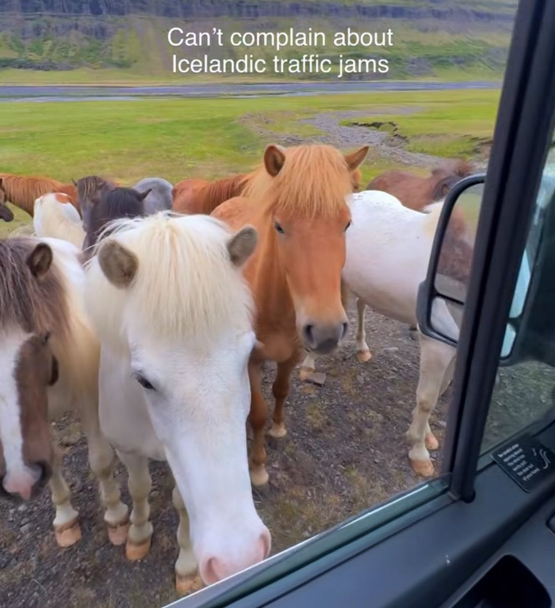 horse (@horseimage) on Twitter photo 