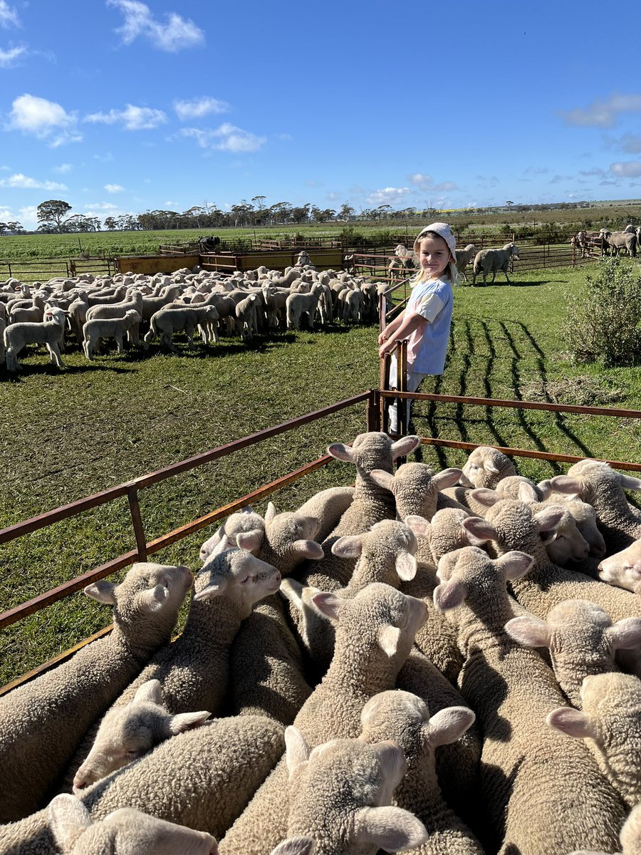 Good to get the last of the lamb marking yesterday. Miss 3 caught the last lamb!💪