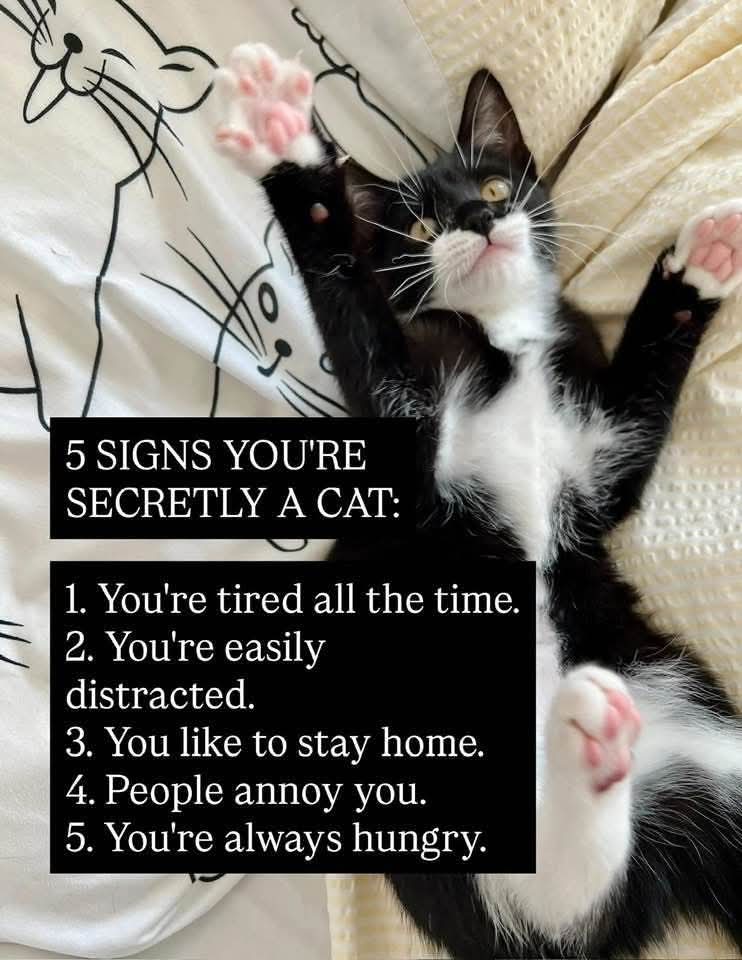 Perhaps I'm a cat 🤣🤣🤣