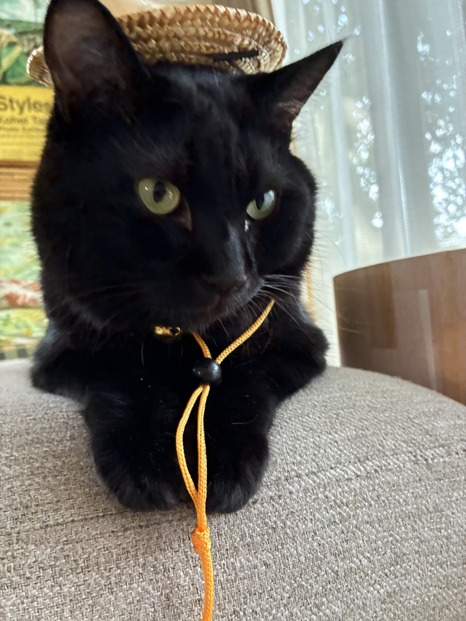 黒猫 kuroneko.8901 | Yogiboに🐈‍⬛🐈‍⬛🐈‍⬛🐈‍⬛が集まる時
