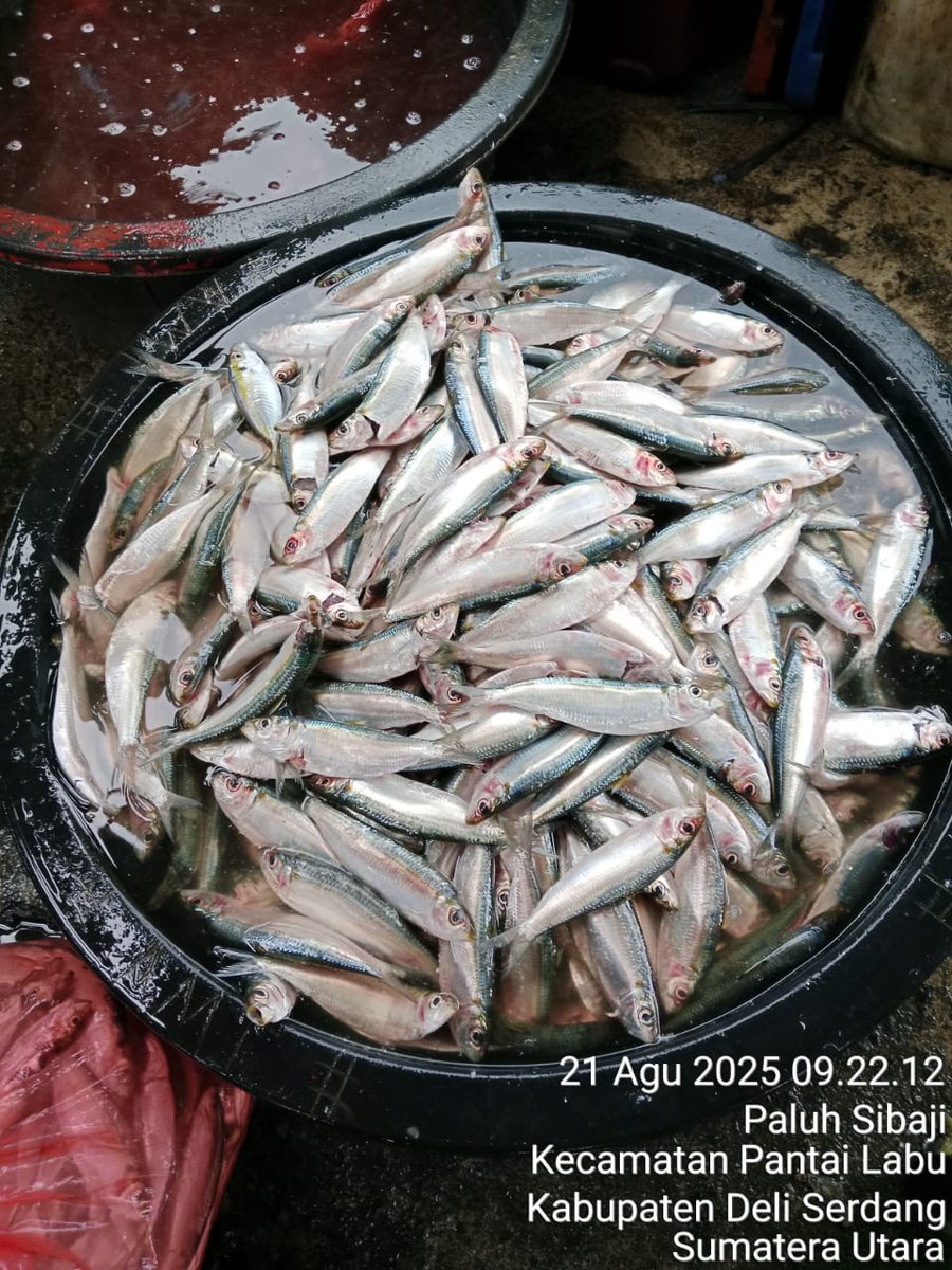 ELuhkan's tweet photo. Kamis (21/08/2025), EkoSantoso-LuhkanDeliSerdang, KUB Ar Jaya, TPI Pantai Labu#produksi tangkap ;  Kerapu 4kg, Mayung 6kg; Tamban 22kg; harga lelang,#GiatLuhkanSatmingkalMedan#LuhLapor
#KabDeliSerdang
@bppsdm_bp3Medan
@pusluhkp
@bppsdm_kp https://t.co/m5PyOEapHh