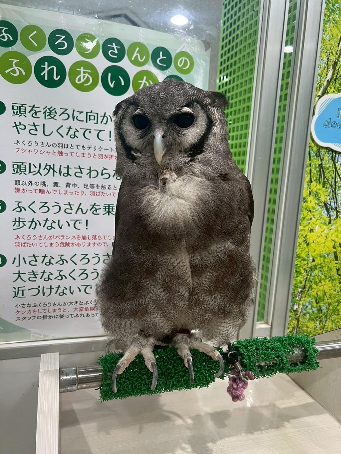 フクロウページ フクロウ グッズ ぬいぐるみ ふくろう 雑貨 キュート販売 CUTE
