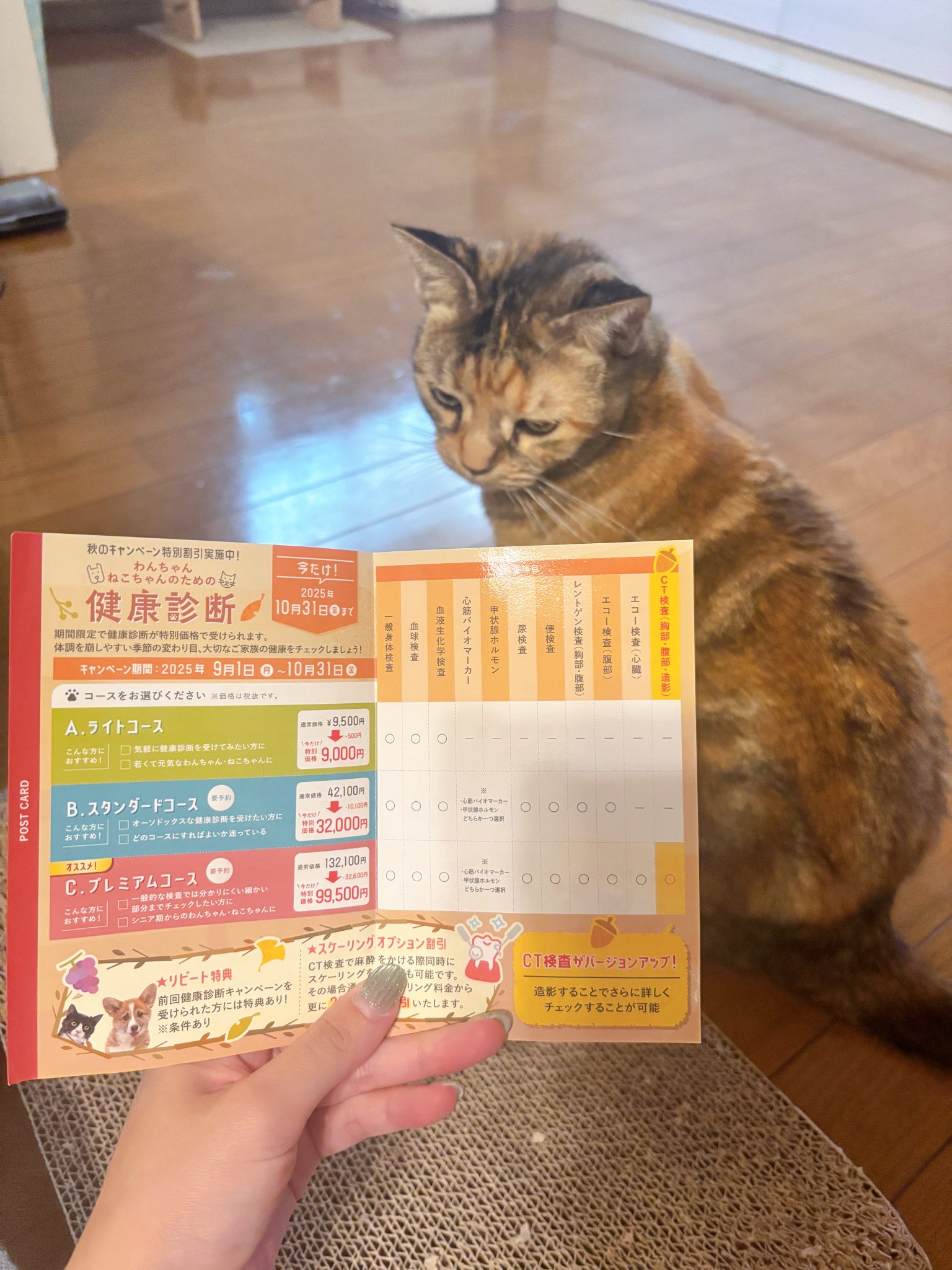 猫B 最終値下げしました！ 61opx6m9kGL._UF350,350_QL80_.jpg