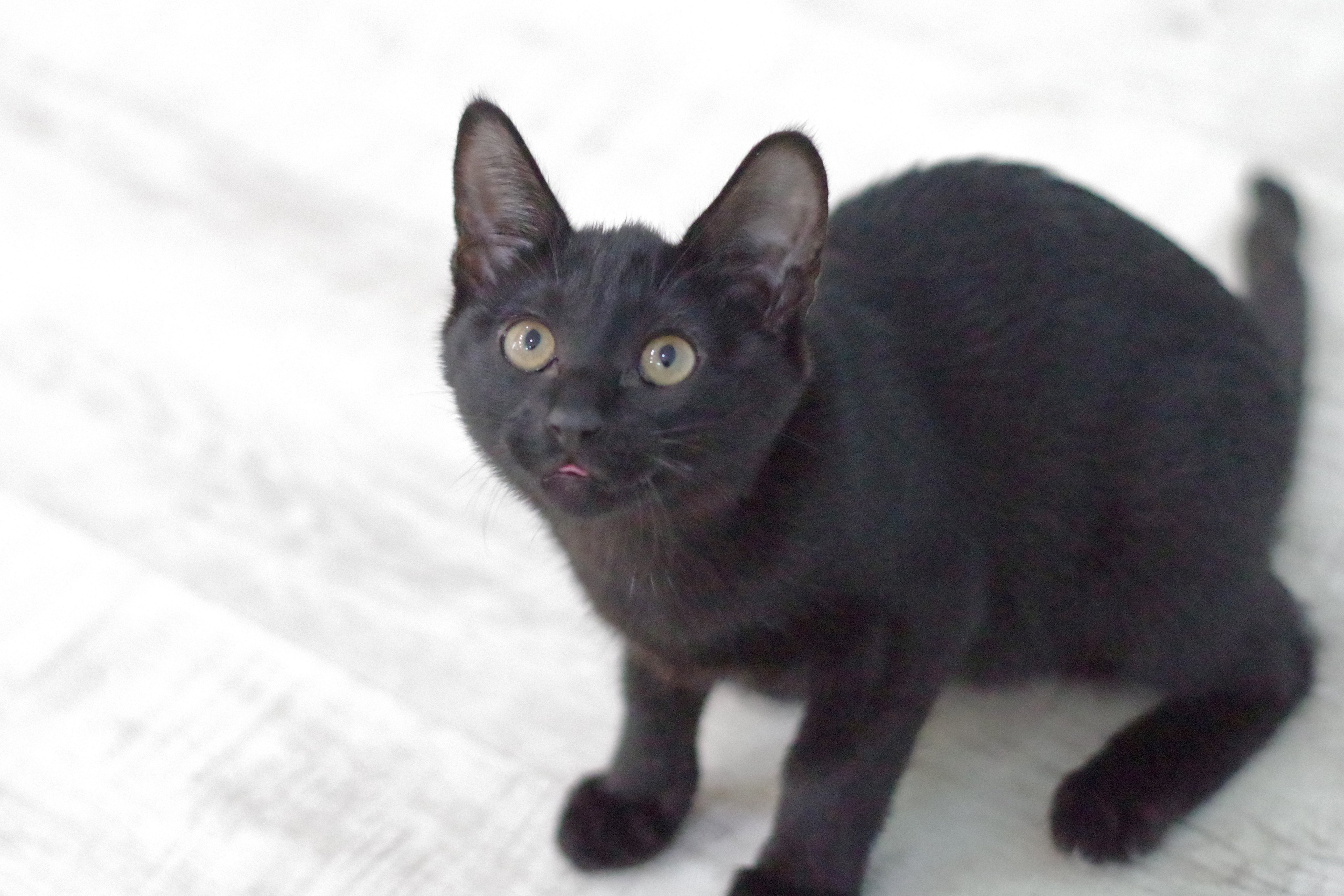 【misen2014さま】vintage ❀ グリーンの瞳 小さな くろ猫ちゃん misen2014さま】vintage ❀ グリーンの瞳 小さな くろ猫ちゃん