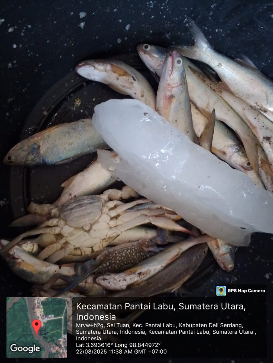 ELuhkan's tweet photo. Jum'at(22/08/2025), Eko Santoso-LuhkanDeliSerdang, KUB Cahaya Pesisir, TPI Bagan Serdang#produksi tangkap : Ud Swallow 5kg, Ud Halus 8kg, Kembung 12kg, Senangin 4kg, Gulama 8kg; hargalelang,#GiatLuhkanSatmingkalMedan#LuhLapor
#KabDeliSerdang
@bppsdm_bp3Medan
@pusluhkp
@bppsdm_kp https://t.co/w3bOeECzBW