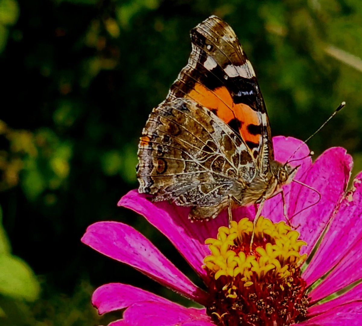 TheAzimuthMind's tweet image. मैंने देखा है
फलक पर
टिमटिमाते तारे भी
एक दिन
टूट जाते हैं।
~ नि:शब्द
#Gulerilogue #MorningMuse #सुबहकाराग #तितली #लघुकविता