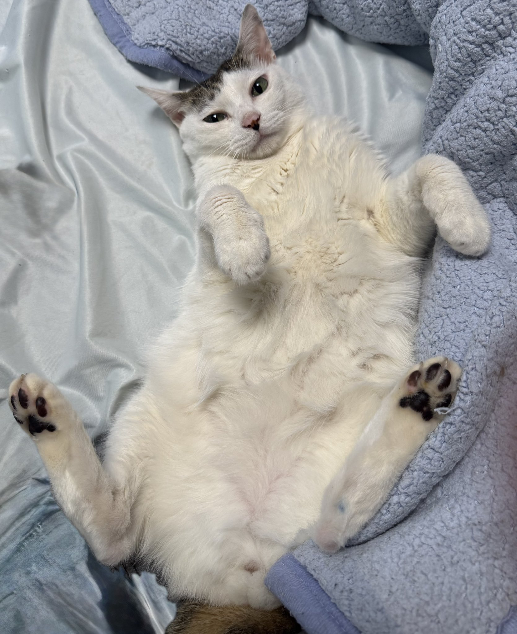 猫民(ねこたみ) (@nekotami33) / X