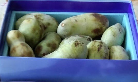 謎の植物ポポー