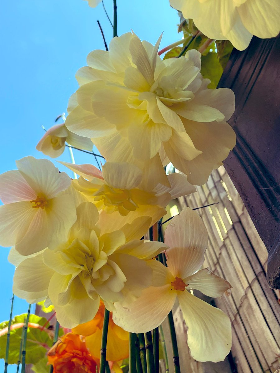 Something for you to wake up too! 
#flower #garden #GardeningX