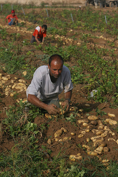 #Gaza: all year sun &amp; abundant fresh water. With irrigation &amp; infrastructure, it grows tropical fruit &amp; a 2nd winter harvest

As part of their strategy, Hamas destroyed the export industry, let water systems &amp; infrastructure collapse &amp; used c. 100 km of pipes for rockets &amp; bombs