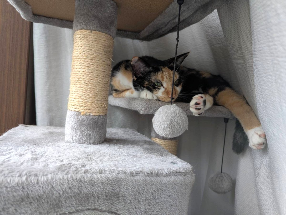 むちむちの足

#里親募集中 #保護猫 #猫 #三毛猫 #猫好きさんと繋がりたい #猫のいる暮らし #猫のいる生活 #預かりボランティア #Cat #catlife