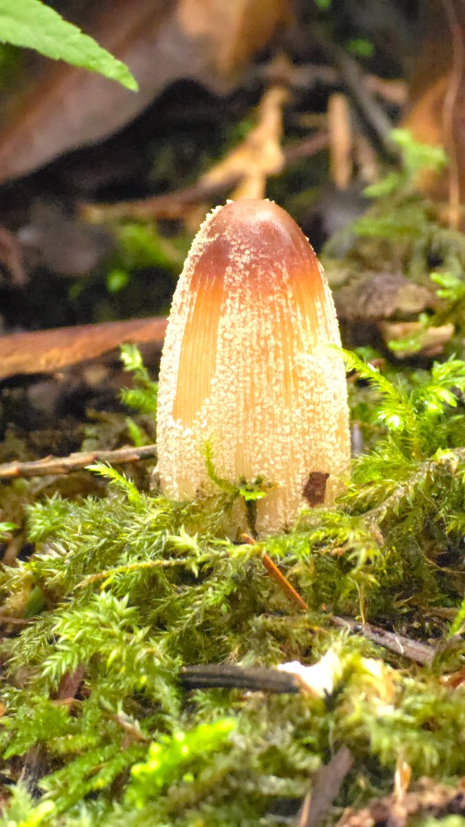 ShroomShotProds's tweet photo. March  22 2025, Harrison Hot Springs
Mica Cap? Assuming by the textured top.
Photo taken by a Samsung Galaxy S24 Ultra
Happy #fungifriday 🍄 #fungifam time for the weekend! 🥂 https://t.co/wsS0s3Dcqx