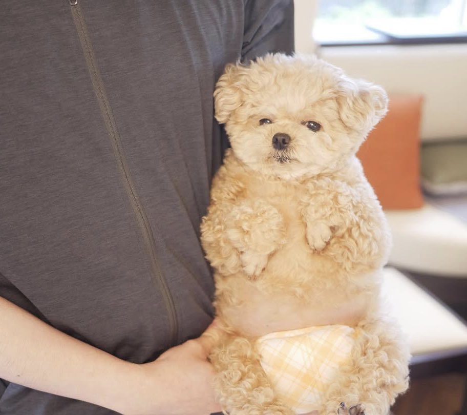 バブみが凄い🧸

#ポメプー