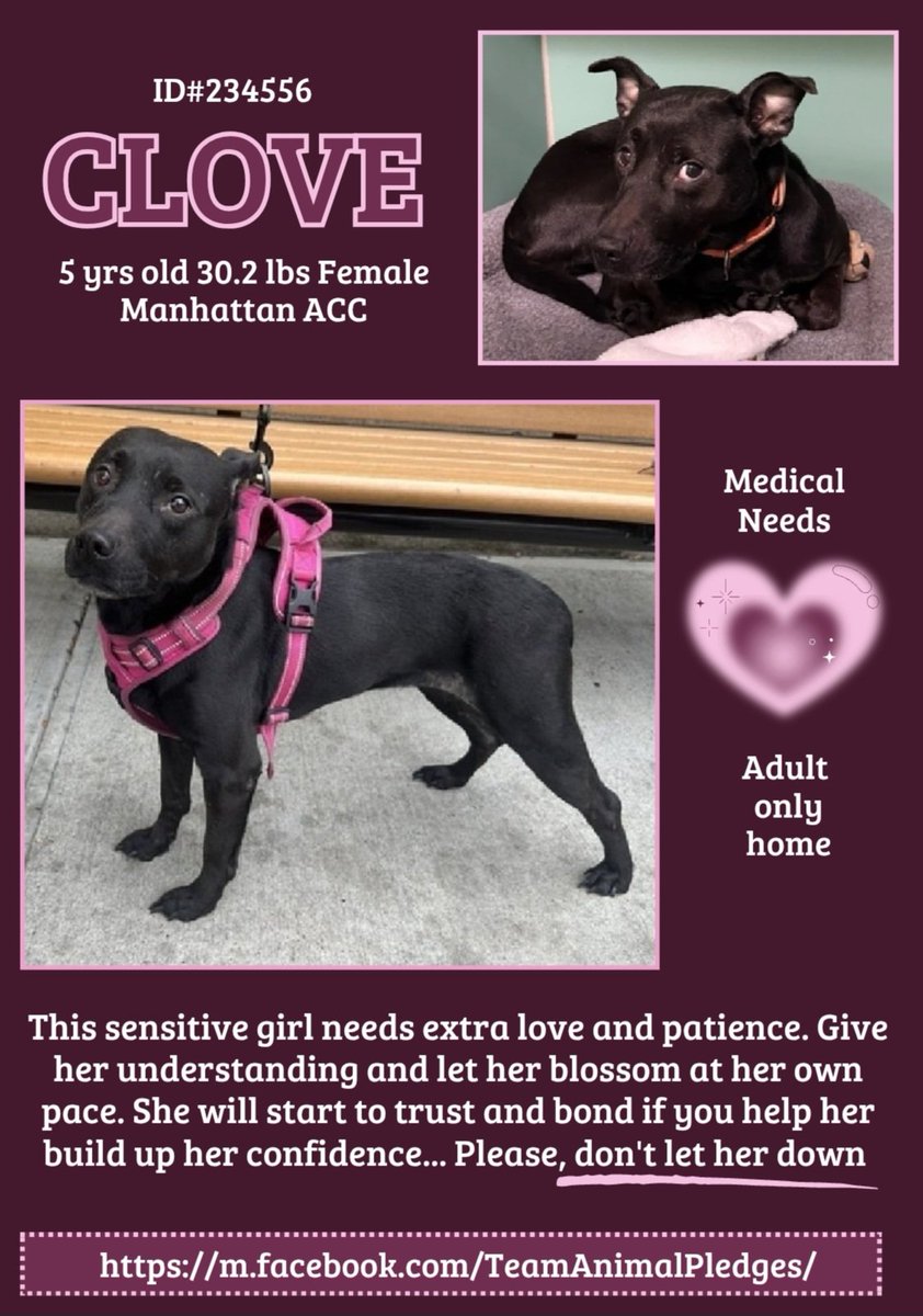 CLOVE 🤎 #234556  5yr old Girl 🤎 NYCACC 
Very beautiful little girl just 30lbs!! Shy and afraid 
in this terrifying kill shelter she will learn to trust!!
She needs a loving home with her best friend to 
comfort her!!
#Adopt  #Foster
#Pledge4Rescue 
Give her a new life 🤎🏡🤎🤎