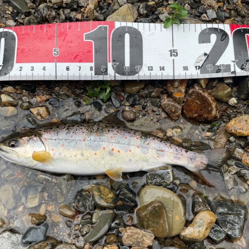 釣りは、単に魚を捕まえるだけではなく、自然との深い対話のようなものです。🎣🌳✨