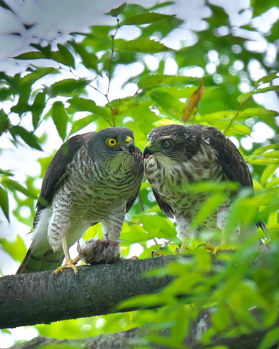 r_rena_r's tweet image. の親子の姿を撮影できました！
まだ幼鳥で、ママから餌をもらっている様子がとても可愛らしかったです😂💕
自然の中で見られるこうした瞬間は、本当に貴重で心が癒されます🌿