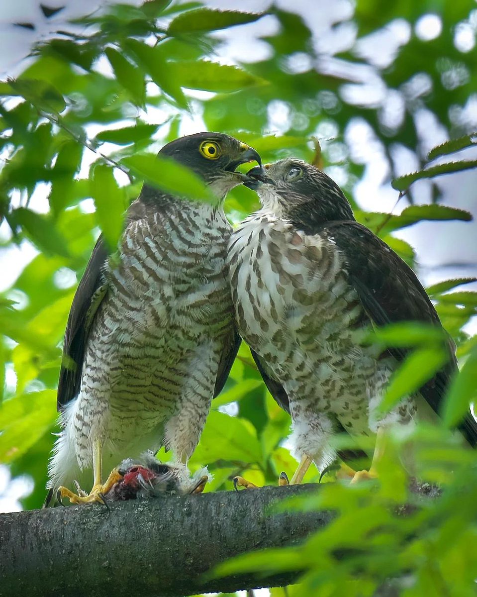 r_rena_r's tweet image. の親子の姿を撮影できました！
まだ幼鳥で、ママから餌をもらっている様子がとても可愛らしかったです😂💕
自然の中で見られるこうした瞬間は、本当に貴重で心が癒されます🌿