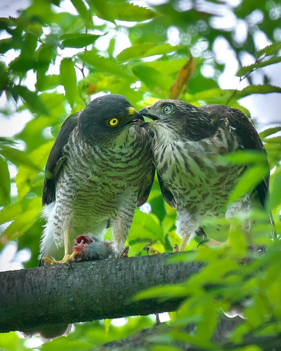 r_rena_r's tweet image. の親子の姿を撮影できました！
まだ幼鳥で、ママから餌をもらっている様子がとても可愛らしかったです😂💕
自然の中で見られるこうした瞬間は、本当に貴重で心が癒されます🌿