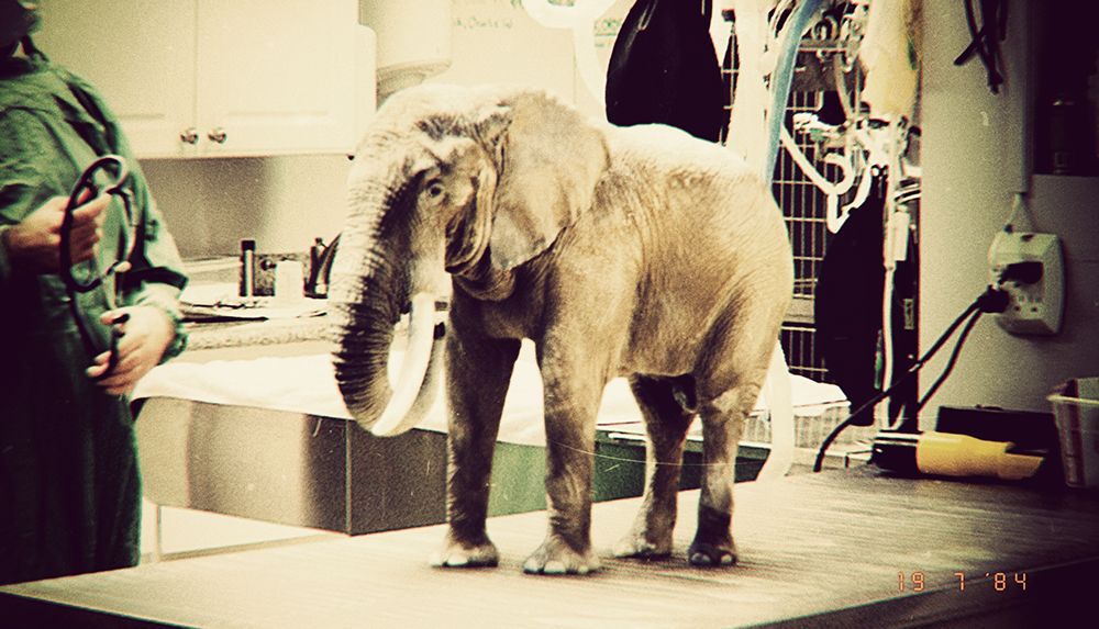 "In this lab (Lockwood Estate), John Hammond and Dr. Wu cloned baby elephant, then they moved to the dinosaurs." _ Colin Trevorrow (FK Making)

July 19th, 1984 picture prop of "John Hammond's Pachyderm Portfolio" for #JurassicWorldRebirth