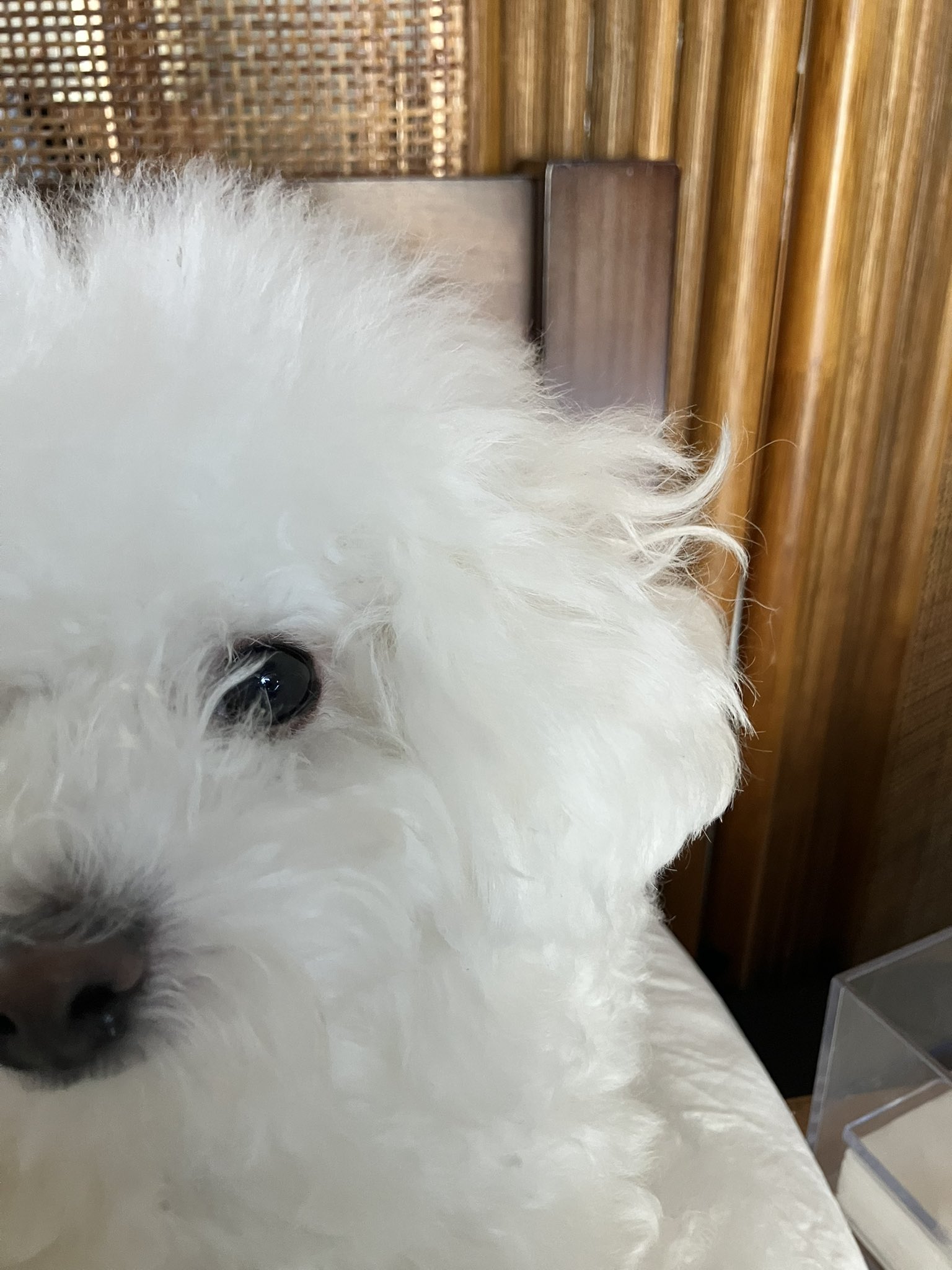 しろい犬 白く、柔らかな犬 on X: 