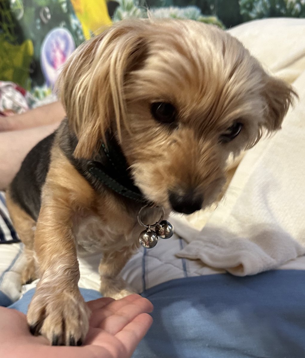 Natural96MARIE's tweet photo. 今日は愛犬リース君の誕生日🎂健康で長生きするんやで🥹🥹🥹
０歳▷▶最近 https://t.co/5tuNlxwVvu